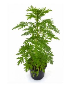 Artemisa Semillas (Artemisa Annua). Pàmies Vitae