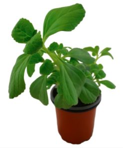 Boldo brasileño Planta Viva . (Plectranthus barbatus) 3 macetas. Pàmies Vitae